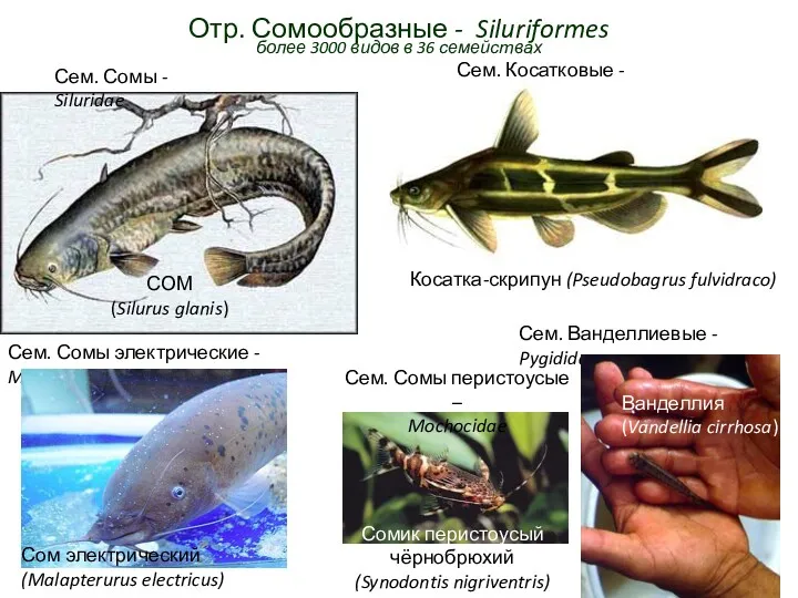 Отр. Сомообразные - Siluriformes более 3000 видов в 36 семействах