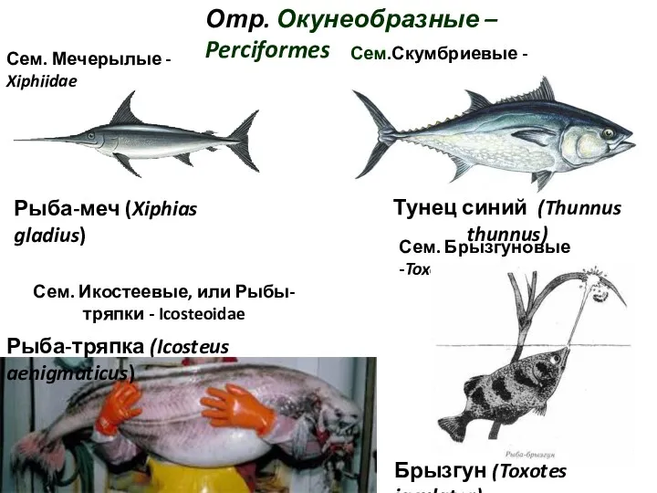 Отр. Окунеобразные – Perciformes Сем. Мечерылые - Xiphiidae Рыба-меч (Xiphias