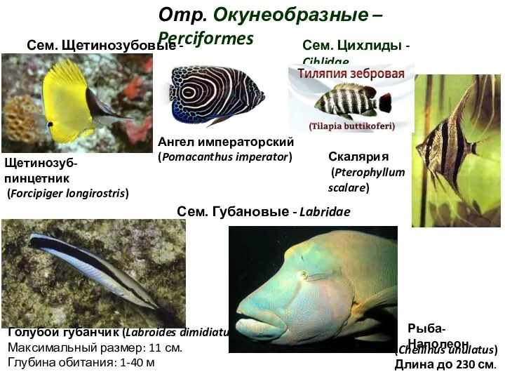 Отр. Окунеобразные – Perciformes Сем. Щетинозубовые - Chaetodontidae Сем. Губановые