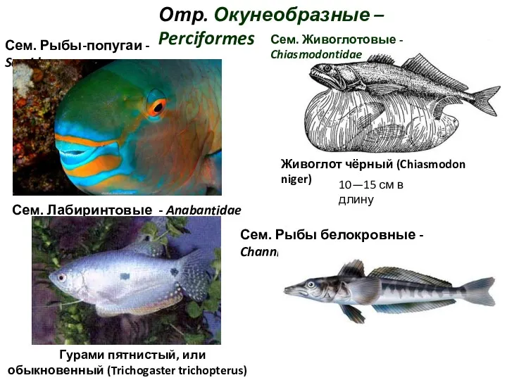 Отр. Окунеобразные – Perciformes Сем. Рыбы-попугаи - Scaridae Рыба-меч (Xiphias