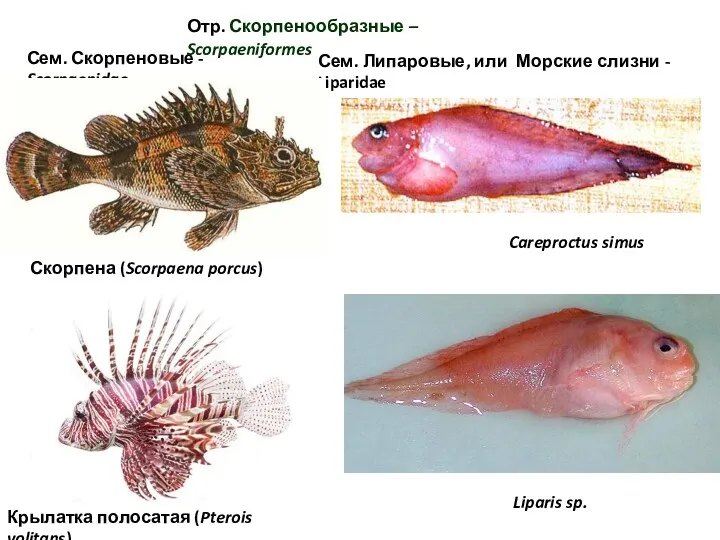 Сем. Скорпеновые - Scorpaenidae Отр. Скорпенообразные – Scorpaeniformes Сем. Липаровые,