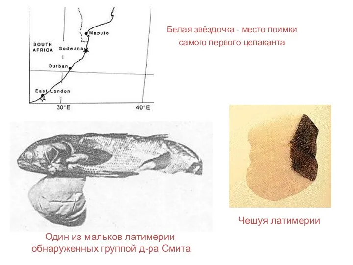 Белая звёздочка - место поимки самого первого целаканта Один из