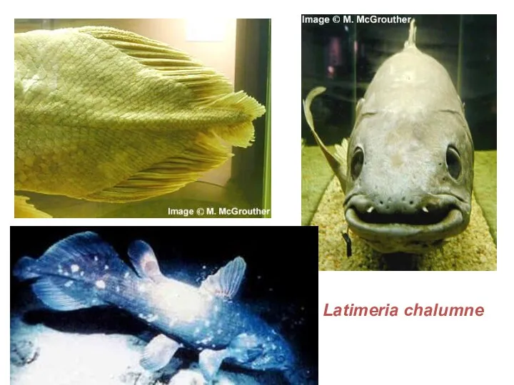 Latimeria chalumne