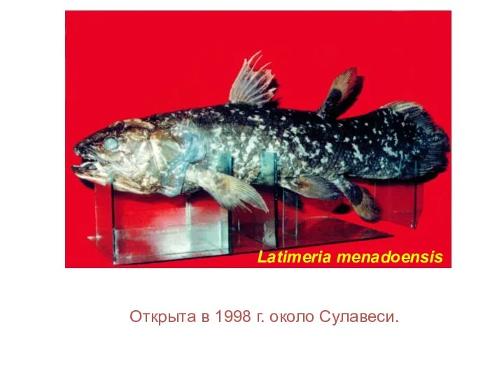 Latimeria menadoensis Открыта в 1998 г. около Cулавеси.