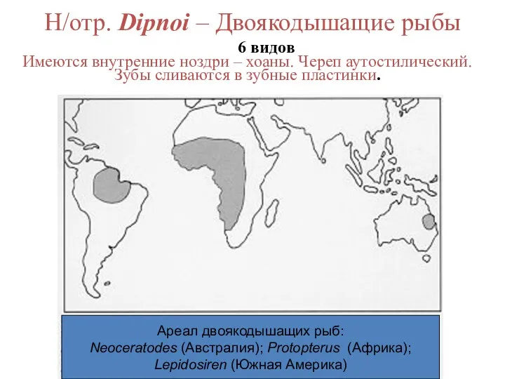 Н/отр. Dipnoi – Двоякодышащие рыбы 6 видов Имеются внутренние ноздри