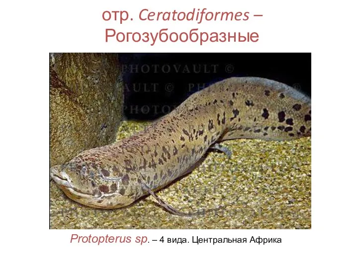 отр. Ceratodiformes – Рогозубообразные Protopterus sp. – 4 вида. Центральная Африка