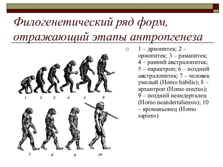 Филогенетический ряд форм, отражающий этапы антропгенеза 1 – дриопитек; 2