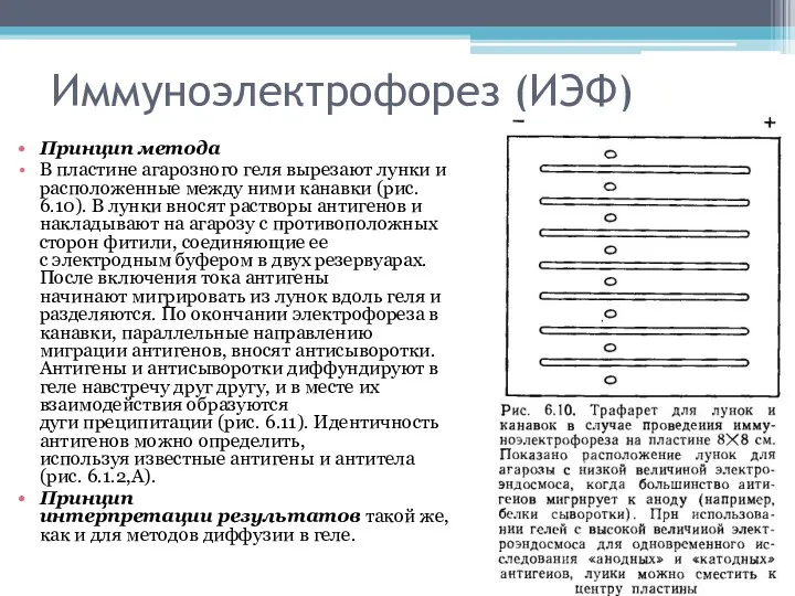 Иммуноэлектрофорез (ИЭФ) Принцип метода В пластине агарозного геля вырезают лунки