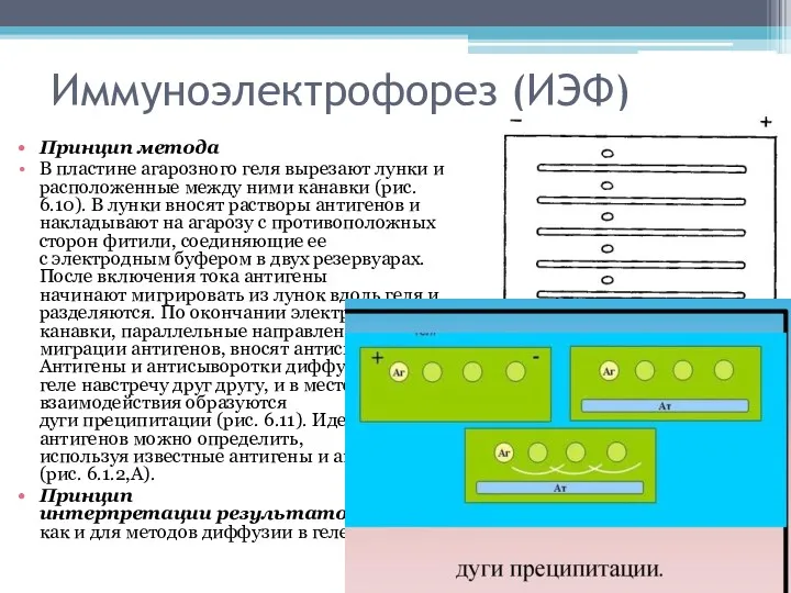 Иммуноэлектрофорез (ИЭФ) Принцип метода В пластине агарозного геля вырезают лунки