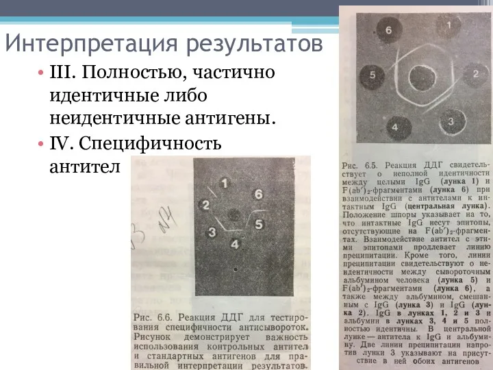 Интерпретация результатов III. Полностью, частично идентичные либо неидентичные антигены. IV. Специфичность антител