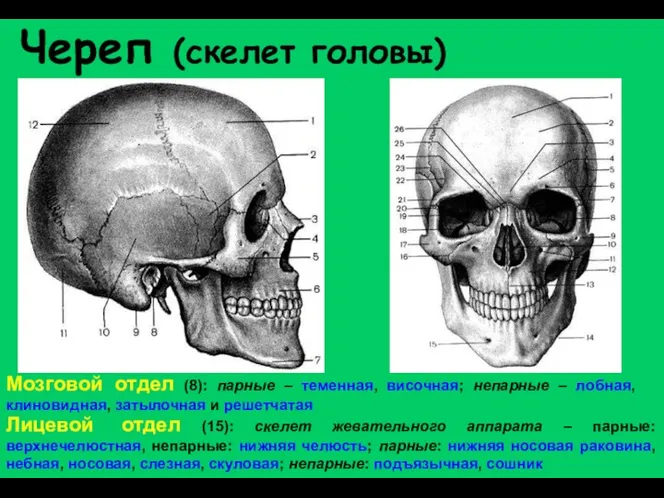 Череп (скелет головы) Мозговой отдел (8): парные – теменная, височная;