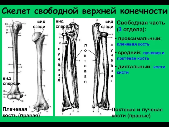 Скелет свободной верхней конечности Свободная часть (3 отдела): проксимальный: плечевая