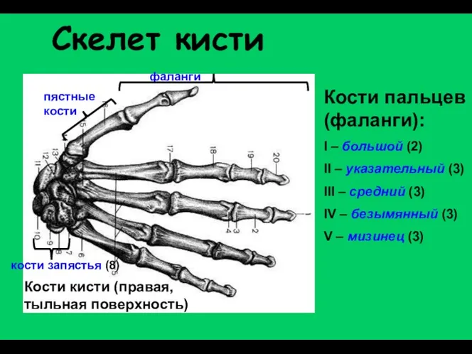 Скелет кисти фаланги Кости кисти (правая, тыльная поверхность) пястные кости