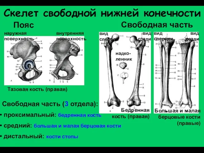 Скелет свободной нижней конечности Пояс Свободная часть Тазовая кость (правая)