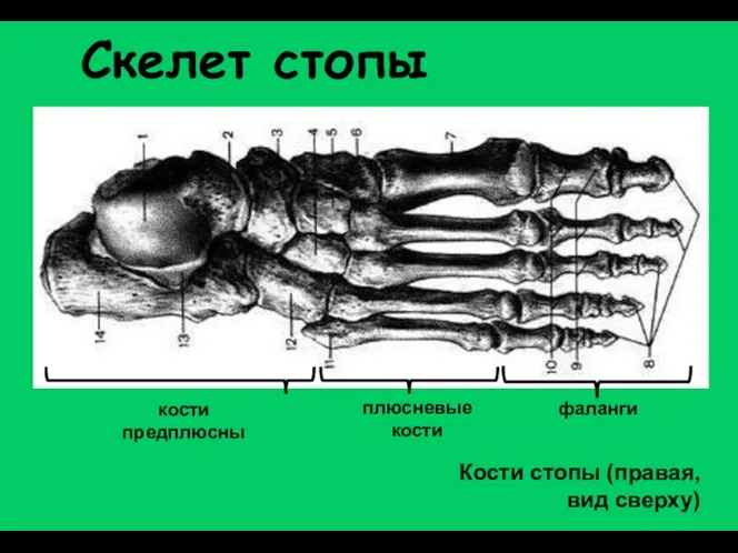 Кости стопы (правая, вид сверху) фаланги кости предплюсны плюсневые кости Скелет стопы