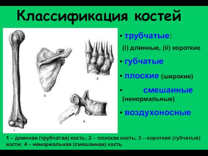Классификация костей 1 – длинная (трубчатая) кость; 2 – плоская
