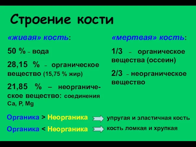 Строение кости «живая» кость: 50 % – вода 28,15 %