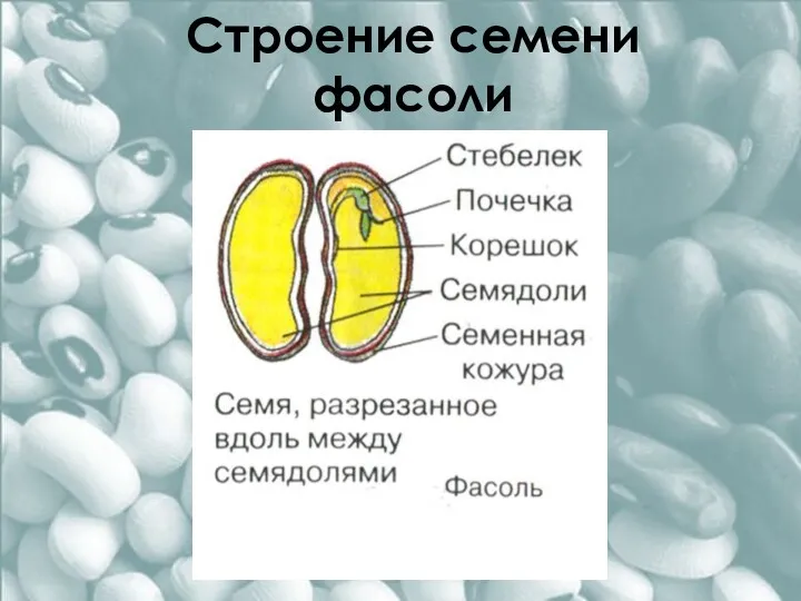 Строение семени фасоли