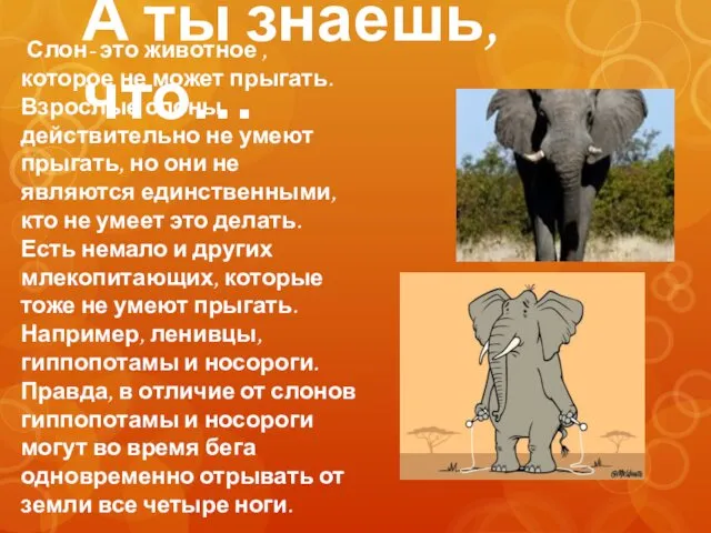 А ты знаешь, что… Слон- это животное ,которое не может