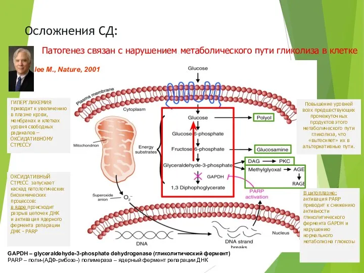 GAPDH – glyceraldehyde-3-phosphate dehydrogenase (гликолитический фермент) PARP – поли-(АДФ-рибозо-) полимераза – ядерный фермент