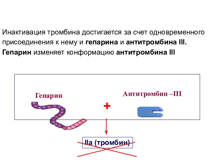 Инактивация тромбина достигается за счет одновременного присоединения к нему и