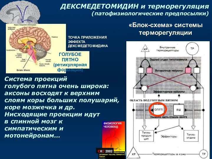 ГОЛУБОЕ ПЯТНО (ретикулярная формация) Система проекций голубого пятна очень широка: