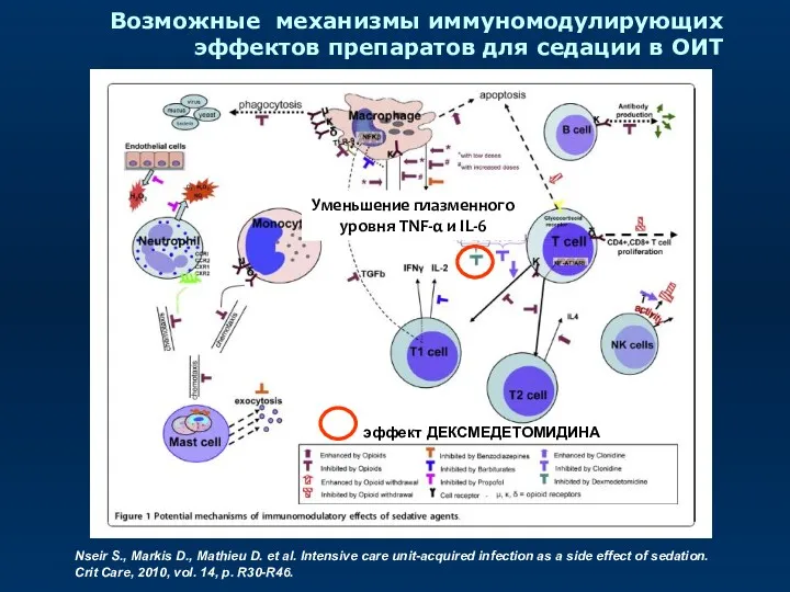 Возможные механизмы иммуномодулирующих эффектов препаратов для седации в ОИТ Nseir S., Markis D.,