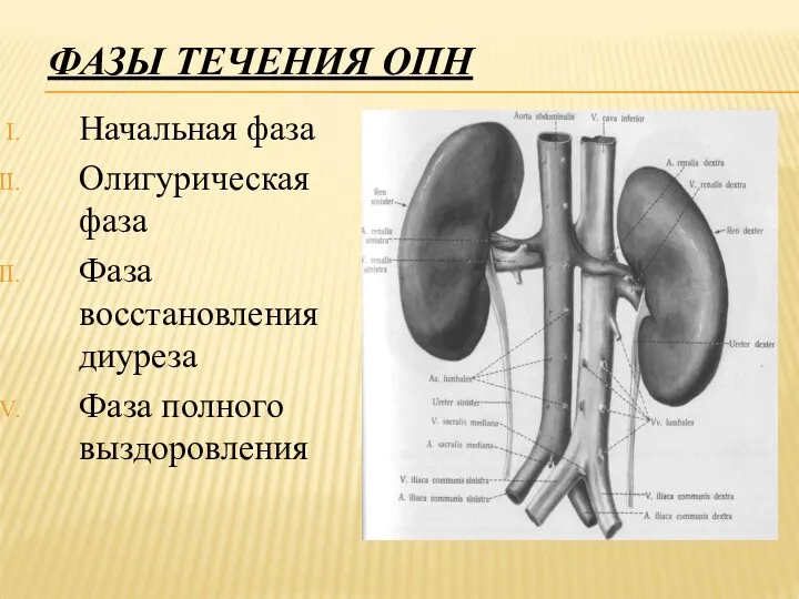 ФАЗЫ ТЕЧЕНИЯ ОПН Начальная фаза Олигурическая фаза Фаза восстановления диуреза Фаза полного выздоровления