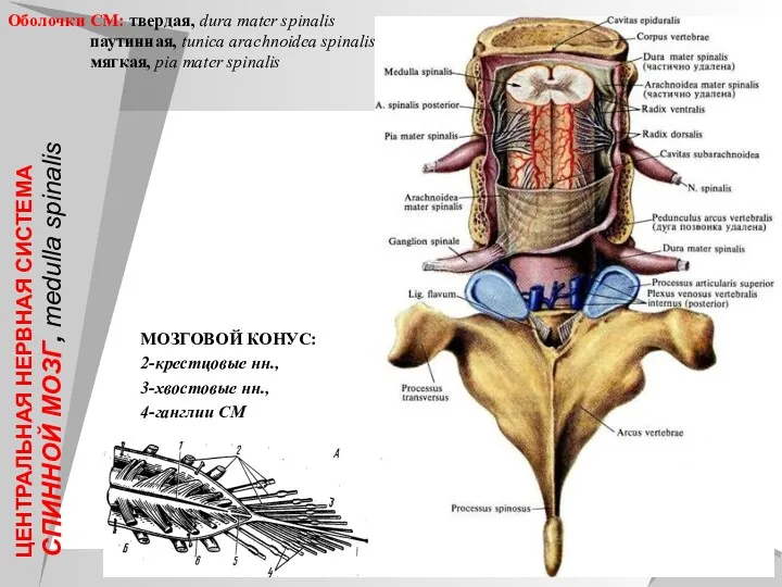 ЦЕНТРАЛЬНАЯ НЕРВНАЯ СИСТЕМА СПИННОЙ МОЗГ, medulla spinalis МОЗГОВОЙ КОНУС: 2-крестцовые