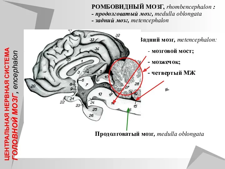 Задний мозг, metencephalon: - мозговой мост; - мозжечок; - четвертый