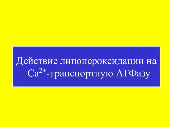 Действие липопероксидации на –Ca2+-транспортную АТФазу