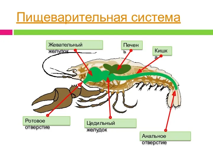 Пищеварительная система