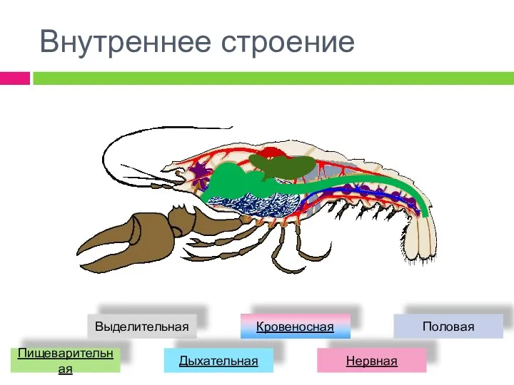 Внутреннее строение Пищеварительная Выделительная Дыхательная Кровеносная Нервная Половая