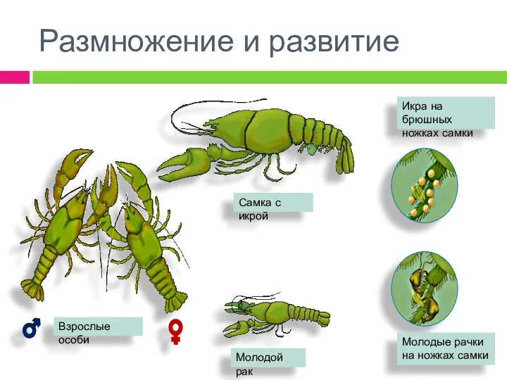 Взрослые особи Самка с икрой Молодые рачки на ножках самки