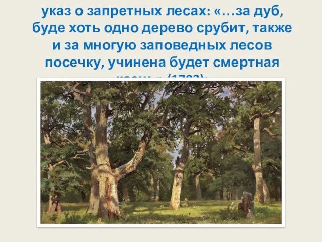 указ о запретных лесах: «…за дуб, буде хоть одно дерево срубит, также и