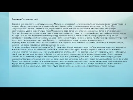 Верховка (Приложение № 8) Верховка принадлежит к семейству карповых. Мельче