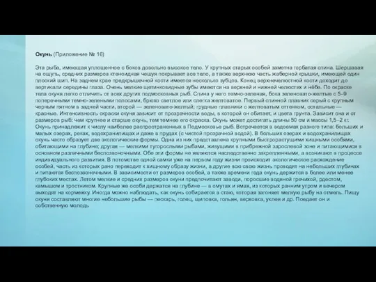 Окунь (Приложение № 16) Эта рыба, имеющая уплощенное с боков