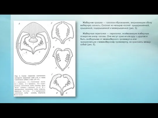Жаберная крышка — плоское образование, закрывающее сбоку жаберную полость. Состоит