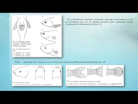 Рот у рыб бывает верхним, конечным и нижним в зависимости