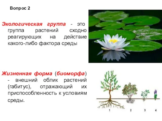 Экологическая группа - это группа растений сходно реагирующих на действие