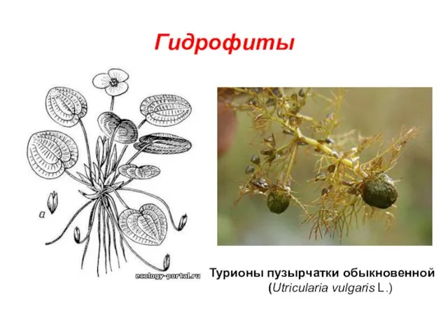 Гидрофиты Турионы пузырчатки обыкновенной (Utricularia vulgaris L.)