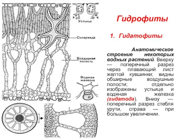 Гидрофиты Гидатофиты Анатомическое строение некоторых водных растений. Вверху — поперечный
