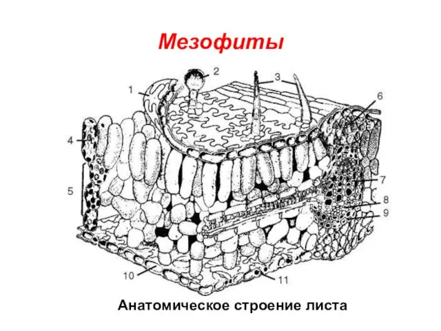 Мезофиты Анатомическое строение листа