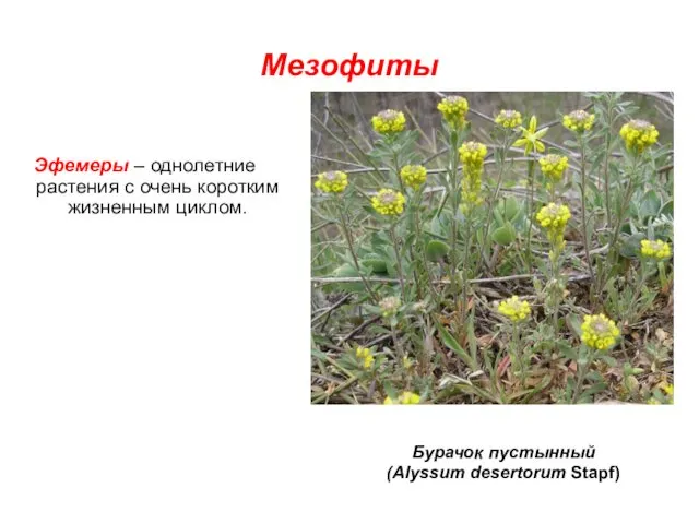 Мезофиты Эфемеры – однолетние растения с очень коротким жизненным циклом. Бурачок пустынный (Alyssum desertorum Stapf)