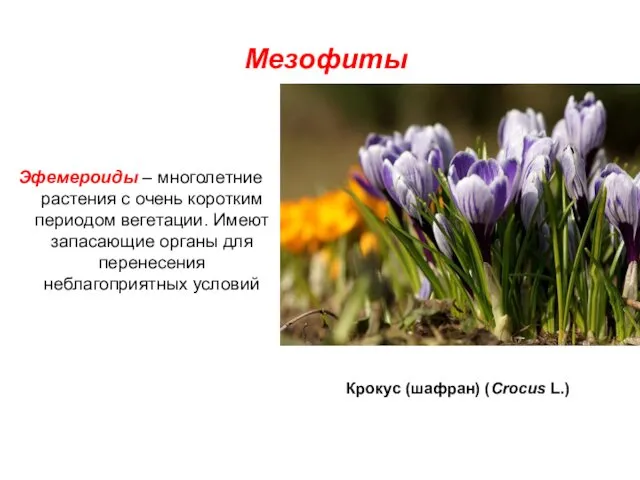 Мезофиты Эфемероиды – многолетние растения с очень коротким периодом вегетации.
