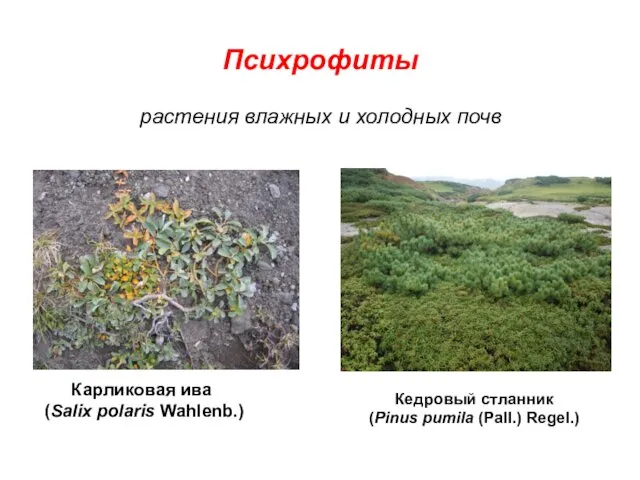 Психрофиты растения влажных и холодных почв Карликовая ива (Salix polaris