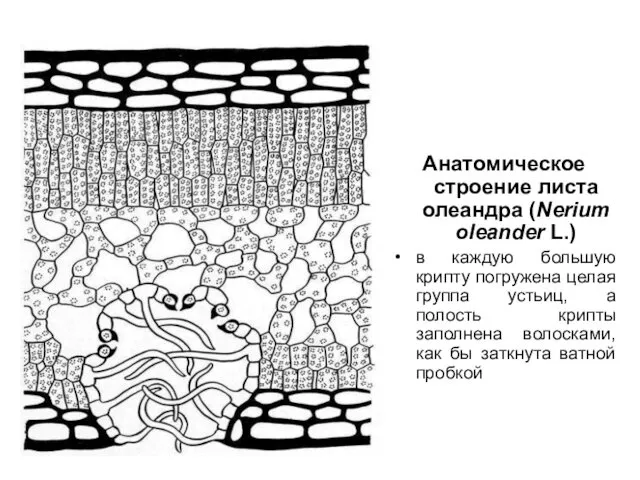 Анатомическое строение листа олеандра (Nerium oleander L.) в каждую большую