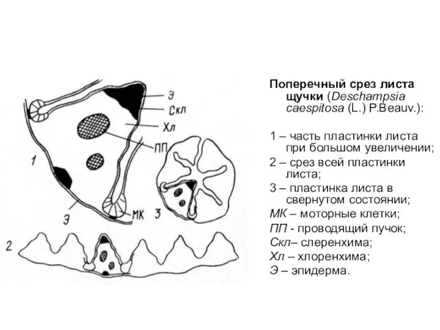 Поперечный срез листа щучки (Deschampsia caespitosa (L.) P.Beauv.): 1 –