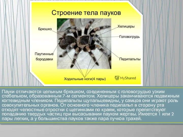 Пауки отличаются цельным брюшком, соединенным с головогрудью узким стебельком, образованным