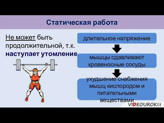 Статическая работа Не может быть продолжительной, т.к. наступает утомление. длительное напряжение мышцы сдавливают